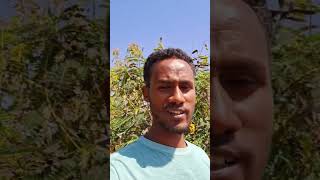 ሊወሰድ የማይገባው አደገኛ ተክል