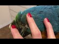 rachel blue and gold macaw pin feathers