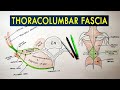 Thoracolumbar Fascia | Anatomy Tutorial