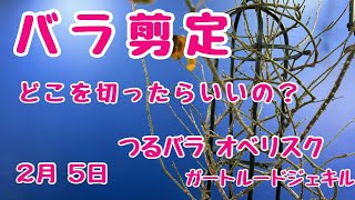 #つるバラ #剪定 どこ切ったらいいの？　#オベリスク 仕立て　#誘引　前編　2025年2月5日