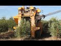 oxbo 6420 super high density olive harvester farming iari harvesting newtechnology .