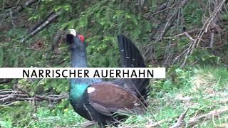 Narrischer Auerhahn im Nationalpark Kalkalpen