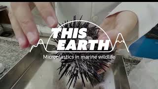 Brazilian biologists 'frightened' at amount of microplastics in marine life