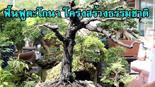 Restoring Bonsai trees to their natural form [Workshop Station] EP.139