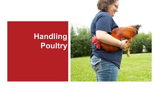 Handling Poultry
