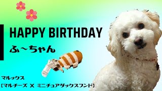 1歳の誕生日おめでとう㊗ふ〜ちゃんマルックス【マルチーズxミニチュアダックスフンド】