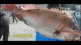 乗っ込みコマセマダイ釣り　良型３.４キロファイトシーン　2021/5　Fight scene with 3.4 kg red sea bream in high season.