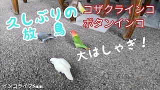 ボタンインコとコザクラインコの放鳥 幸せなインコたち