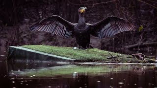 Cormorant flapping its Wings (Canon R7 + Canon RF 100-400mm)