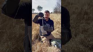 European adder (Vipera berus) monitoring in Flanders!