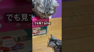 ライ君が見てる先は？#アメショ#アメリカンショートヘア#猫のいる生活#猫のいる暮らし#cat#cats