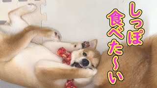 大好きなお兄ちゃんのしっぽを噛んで、怒られちゃった子犬・・・