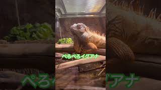 【番外編】ぺろぺろイグアナ#爬虫類 #shorts #reptiles #グリーンイグアナ #テラリウム #イグアナ #love#癒し