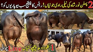 buffalo for sale near me | nili ravi buffalo for sale | best buffalo farm in punjab