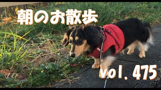 朝のお散歩　vol．475【ダックス】