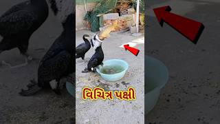 વિચિત્ર પક્ષી || अजीब पक्षी || weird bird #shortvideo #short #shorts #birds