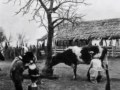 Veterinaria de Uruguay 100 años de los Servicios Oficiales 1 de 2