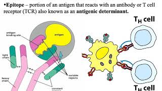 BIOL3530 Unit 2- Adaptive immunity and B cells Part 1