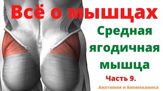 Всё о мышцах. Часть 9. Средняя ягодичная мышца.