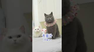 你在打字时，会有网络口音吗？  #shorts   #猫  【纠缠兄弟】