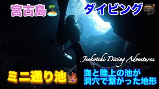 宮古島🏝ダイビング🤿ミニ通り池🪸 海と陸上の池が洞穴で繋がった地形 😆👍2024年12月