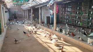 zalabapu#pigeon#farm#Gujarat. location ઝાલાબાપુ કબૂતર ફાર્મ બેચરાજી ગુજરાત માં ક્યાં આવ્યું છે