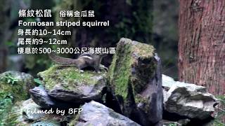 條紋松鼠 / Formosan Striped Squirrel