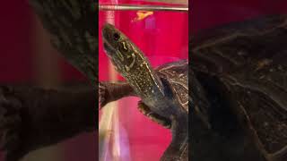 アンチョビを食べるカメ クサガメ つく アンチョビうまうま 亀飼育 可愛い 餌 #shorts Reeves turtle eating anchovies.