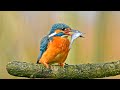 Common Kingfisher catching a fish