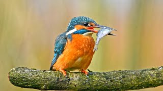 Common Kingfisher catching a fish