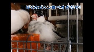 寝ぐせ取れました　9歳文鳥の介護#229.java finch.