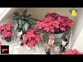 ep.31 christmas decoration amazing music relax🎅 สวยงาม วันคริสมาสต์