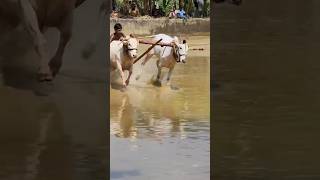 Today Kalapoot #bullrace #kalapootkala #kalapoot #bull #bulloxer #kala #oxbull