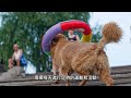 探秘金毛犬的智商和行為特點：為何金毛犬這麼聰明？︳狗的智商︳聰明的金毛犬︳