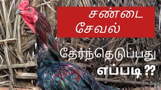 சண்டை சேவல் தேர்ந்தெடுப்பது எப்படி???