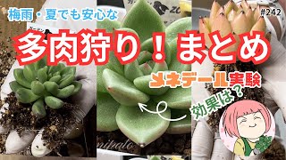 242【多肉植物】梅雨・夏だって安心多肉狩りって？！メネデール実験から半年発根が早くなると思ったら・・・