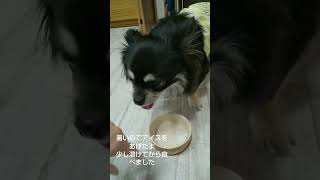 #暑い日はアイス#犬のいる生活 #pets #chihuahua