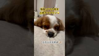 毎晩、ママの枕を占拠するプリン🐶#dog #癒し #cavalier #犬のいる生活 #かわいい