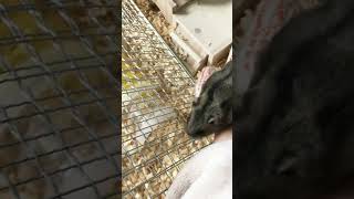 【脱出VS阻止】脱出したいハムチャンと阻止する私#shorts Hamster who wants to escape