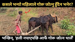 ३० वर्षदेखि गोरू जोतिरहेकी भद्रकुमारी || हली विदेशिन थालेपछि अहिले एक्लै मेलापात धान्छिन्