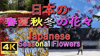 【４K】日本の春夏秋冬の鮮やかな花々を４K映像でお届けします。サクラやバラはもちろん入っていますが雪景色も見ていただけます。日本最古の京都府立植物園で何年も掛けて撮り貯めた動画です。