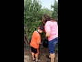 bubba picking blueberry. 5 years old