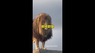 霸氣無比的獅王混入無憂無慮的生活之後#內容啟發搜索 #野生動物零距離 #看獅子王給自己放個假