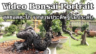 Bonsai Station [Video Bonsai Portrait 1] สุดยอดตะโกจากสวนประดิษฐ์ไม้ประดับ