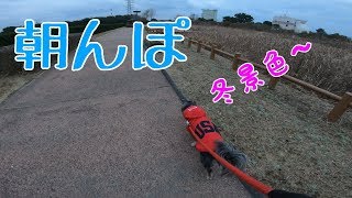 冬景色を堪能する～今日のお散歩～ミックス犬くう Mixed breed dogs Qoo