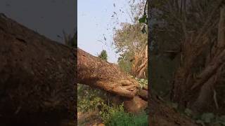 Patra wood cutting #chainsaw #woodcut #tree #woodcutter #wood