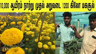 10000 ஆயிரம் நாற்று முதல் அறுவடை 1200 கிலோ மகசூல்/ 10 thousand seedlings to harvest 1200 kg