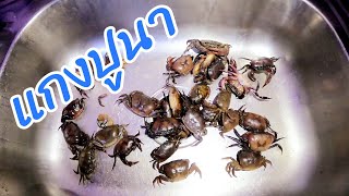 🦀🦀ลองทำแกงปูนาเป็นครั้งแรก🦀 สูตรคิดเอง มาดูกันจะกินได้ไหม 🤔