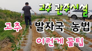 고추 ^^ 발자국 농법 ^^ 이런게 꿀팁이다 가뭄이 심할때 관주시설 Pepper Footprint farming This is honey tip