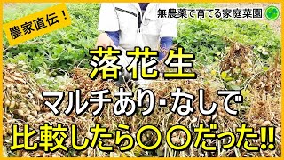 【落花生栽培】千葉半立の収穫！ポリマルチあり・なしで比較した結果【有機農家直伝！無農薬で育てる家庭菜園】　24/10/3